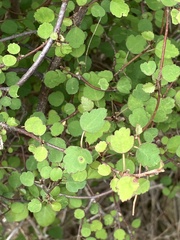 Plagianthus regius