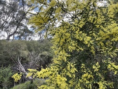 Acacia pravissima