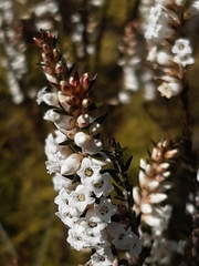 Epacris obtusifolia