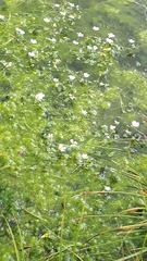 Ranunculus aquatilis