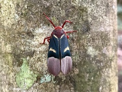 Scamandra daphne