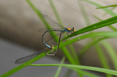 Pseudagrion aureofrons