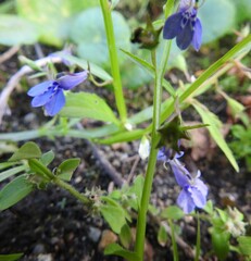 Lobelia