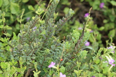 Wikstroemia