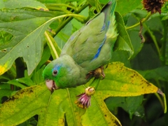 Forpus conspicillatus