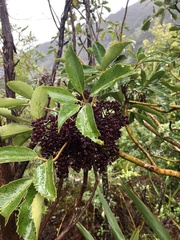 Pseudopanax arboreus