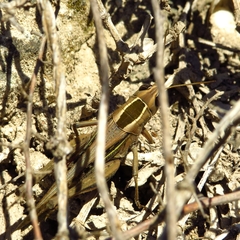 Eyprepocnemis plorans