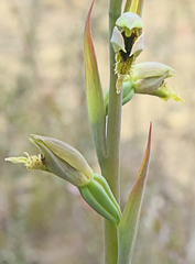 Calochilus campestris