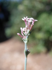 Asperula staliana