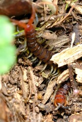 Cormocephalus