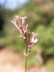 Asperula staliana