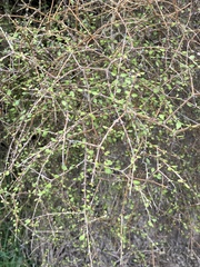 Coprosma virescens