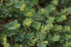 Wikstroemia uva-ursi