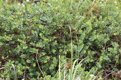 Wikstroemia uva-ursi