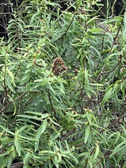 Veronica strictissima