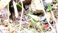 Cormocephalus