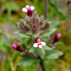 Parentucellia latifolia