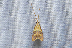 Crocanthes prasinopis