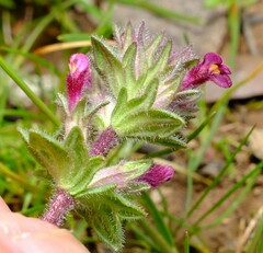 Parentucellia latifolia