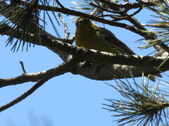 Serinus canaria