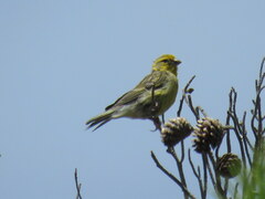 Serinus canaria