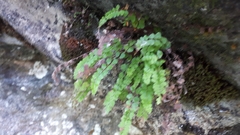 Asplenium adulterinum