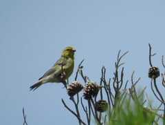 Serinus canaria