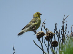 Serinus canaria