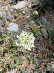 Scabiosa ochroleuca