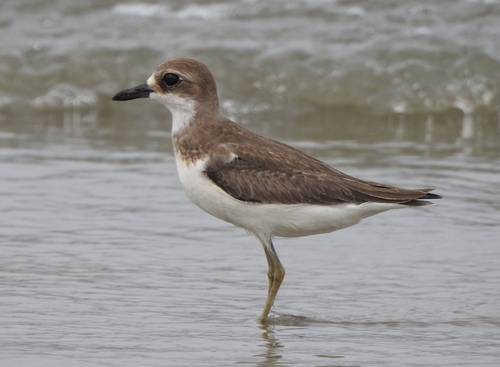 Chorlitejo mongol grande (Charadrius leschenaultii)