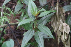 Melastoma sanguineum