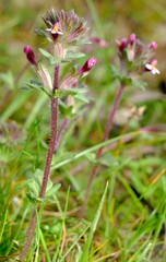 Parentucellia latifolia