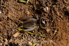 Teleogryllus commodus