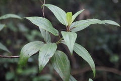 Melastoma sanguineum