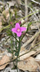 Boronia crenulata