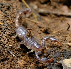 Urodacus manicatus