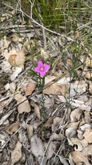 Boronia crenulata