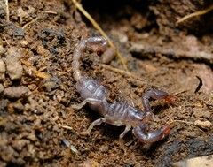 Urodacus manicatus