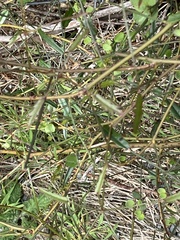 Rubus schmidelioides