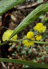 Acacia leprosa uninervia