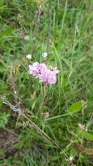 Armeria maritima