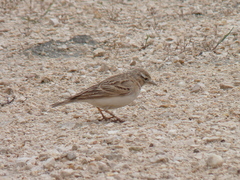 Calandrella brachydactyla