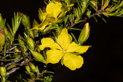 Hibbertia devitata