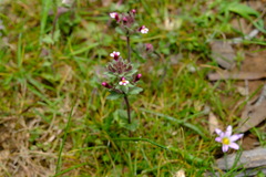 Parentucellia latifolia