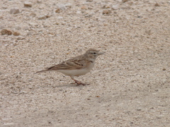 Calandrella brachydactyla
