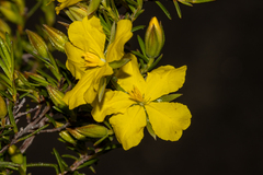 Hibbertia devitata
