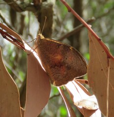 Heteronympha merope