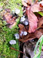 Mycena pseudocorticola