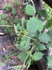 Urtica thunbergiana