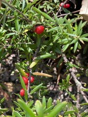 Acrotriche aggregata